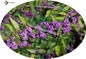 Callicarpa Nudiflora Herbal Extract，20-30%flavonoids，Pharmaceutical grade, cosmetic grade, feed grade