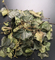 Ivy Leaf Extract (Hedera helix) 13% Hederacoside C（HPLC）  Brown Yellow Powder  GMP nature Korea Registration license